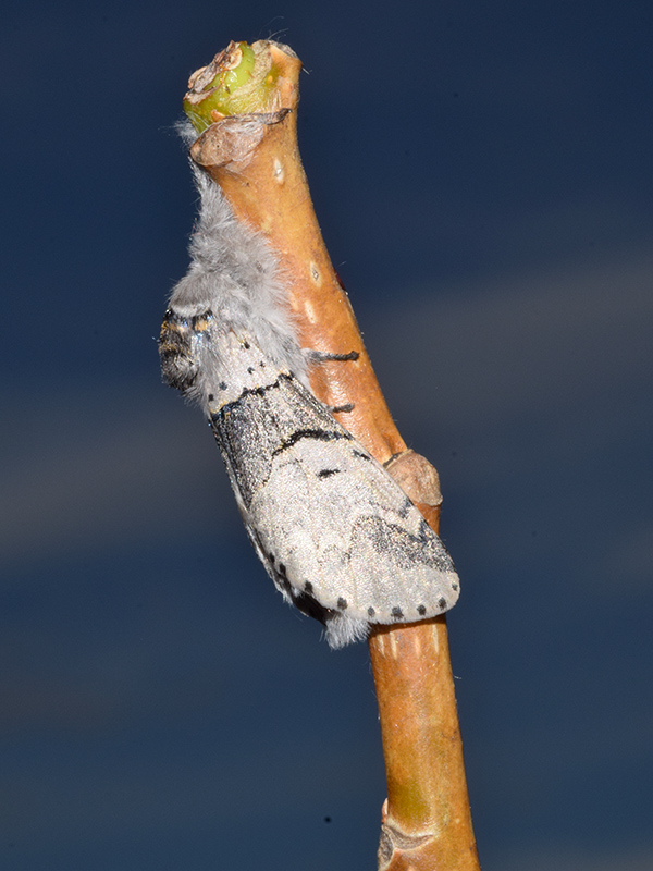 Larva, pupa e adulto di Furcula bifida - Notodontidae